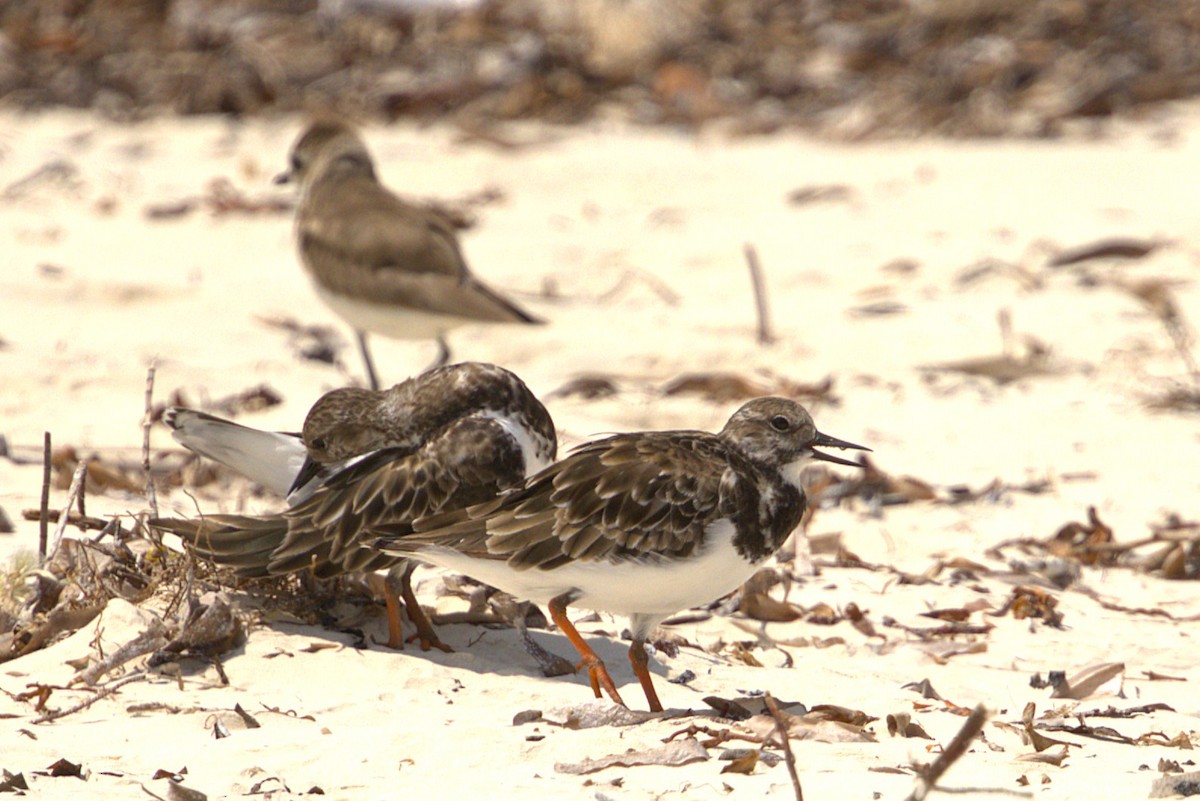 Ruddy Turnstone - ML646884416