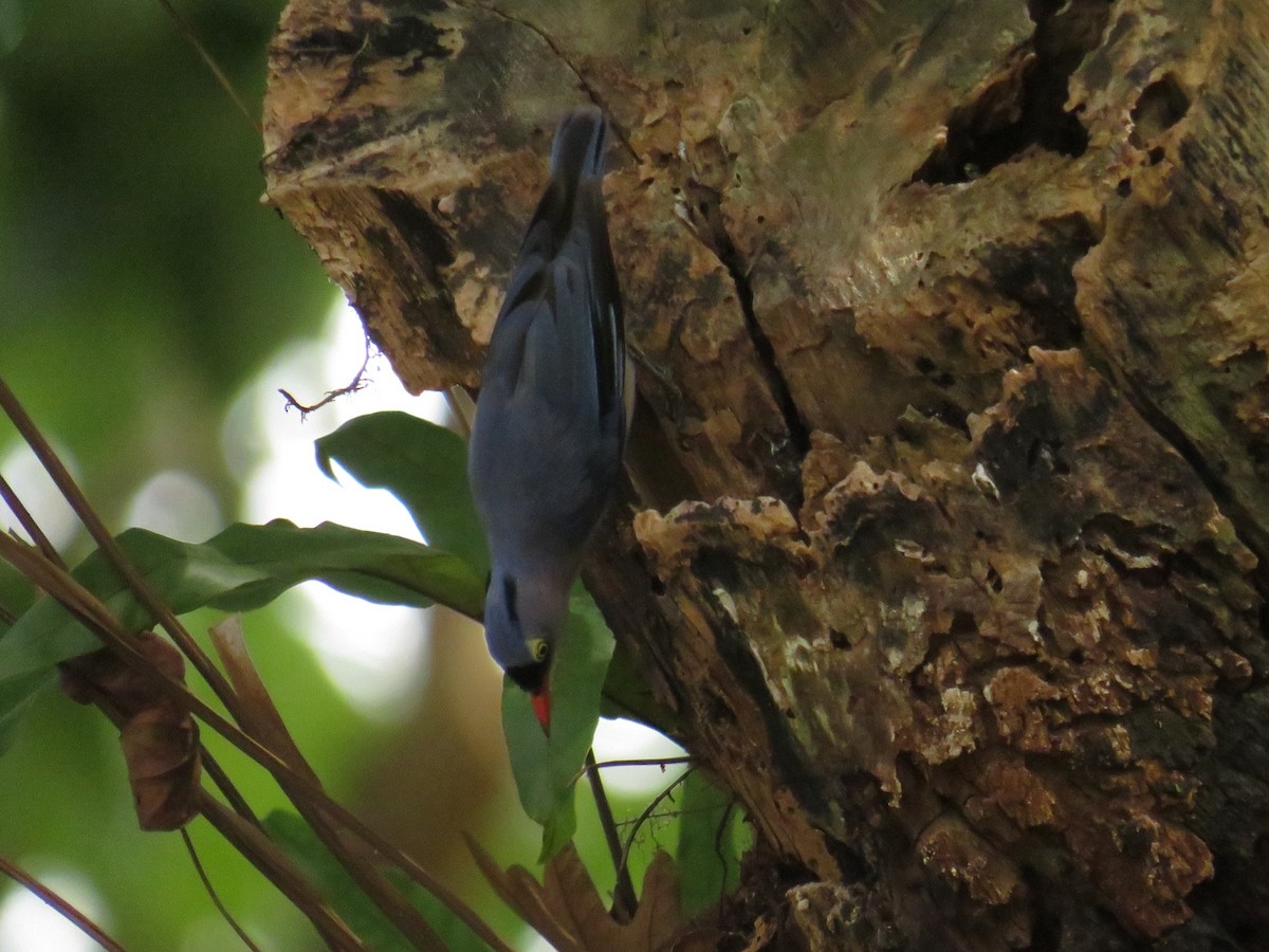 Velvet-fronted Nuthatch - ML646884417