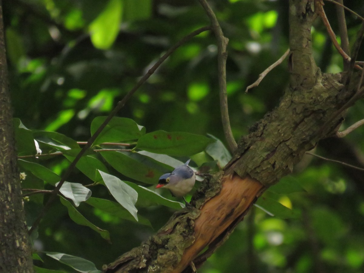 Velvet-fronted Nuthatch - ML646884418