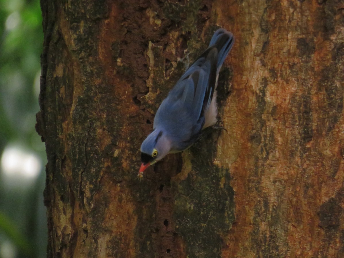 Velvet-fronted Nuthatch - ML646884419
