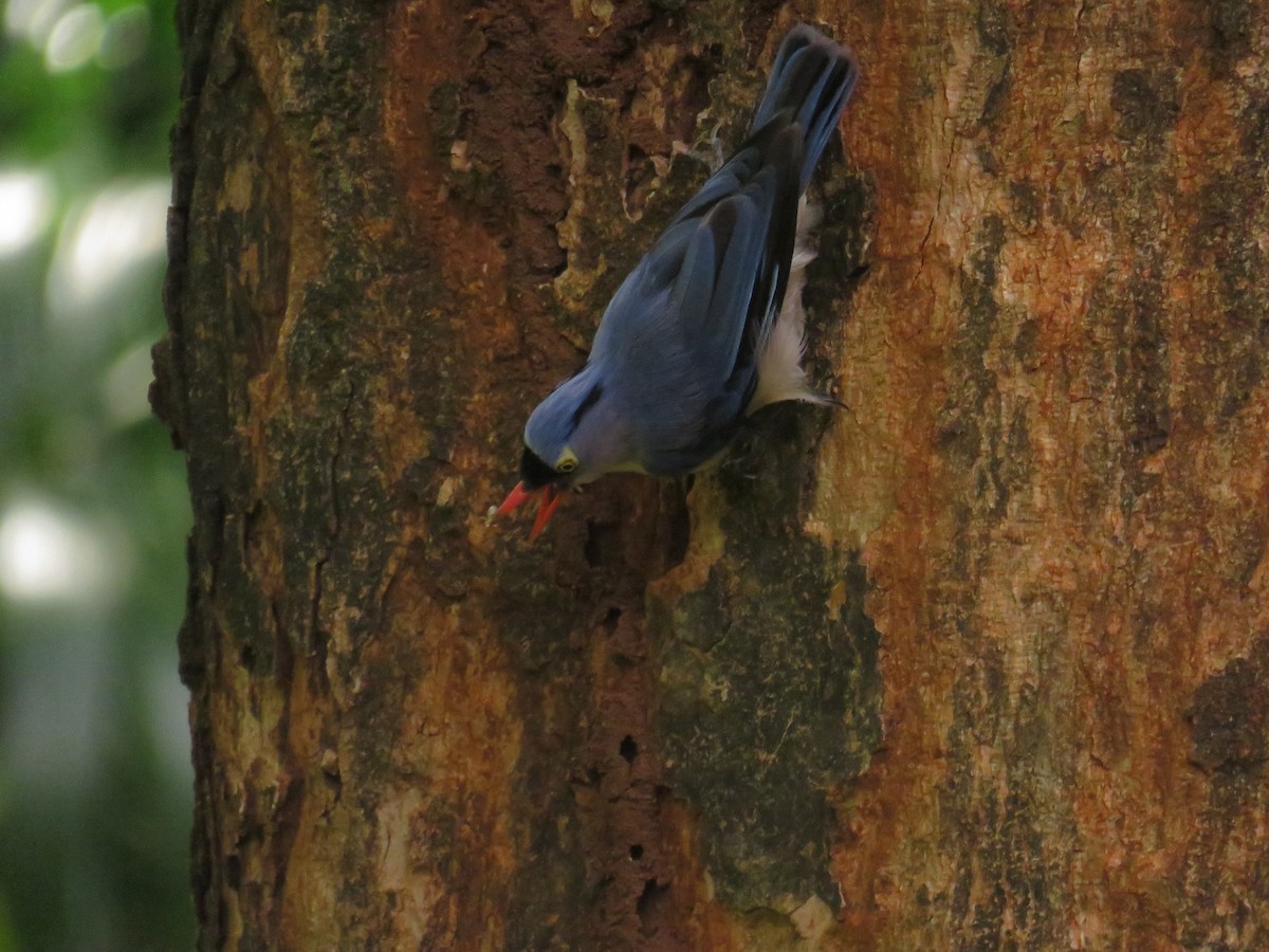 Velvet-fronted Nuthatch - ML646884420