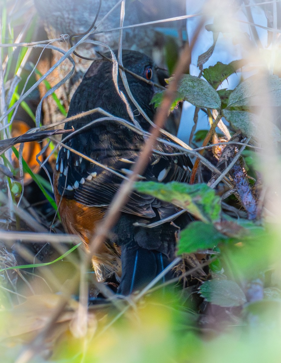 Пятнистый тохи - ML646884421