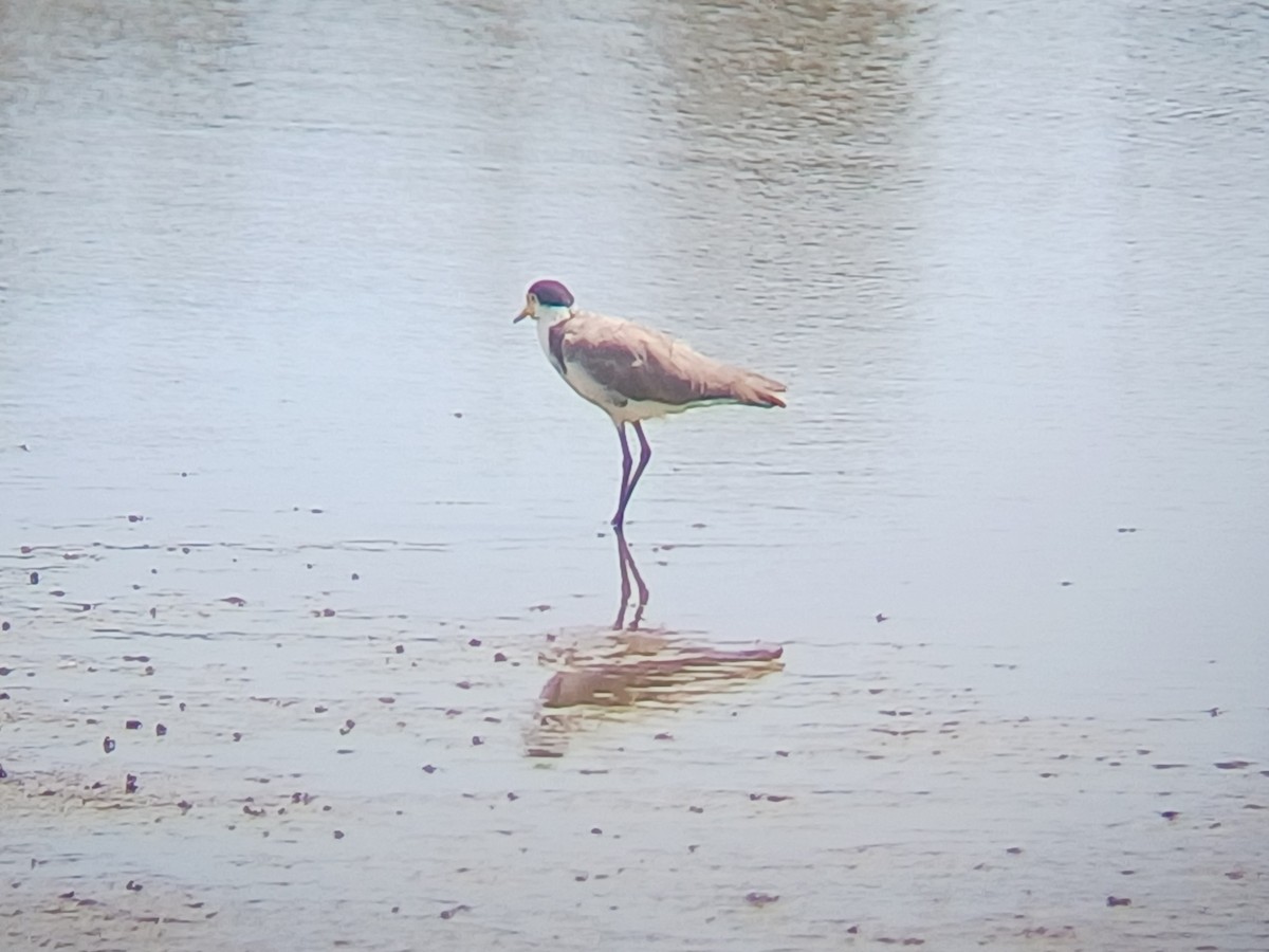 Masked Lapwing - ML646884422