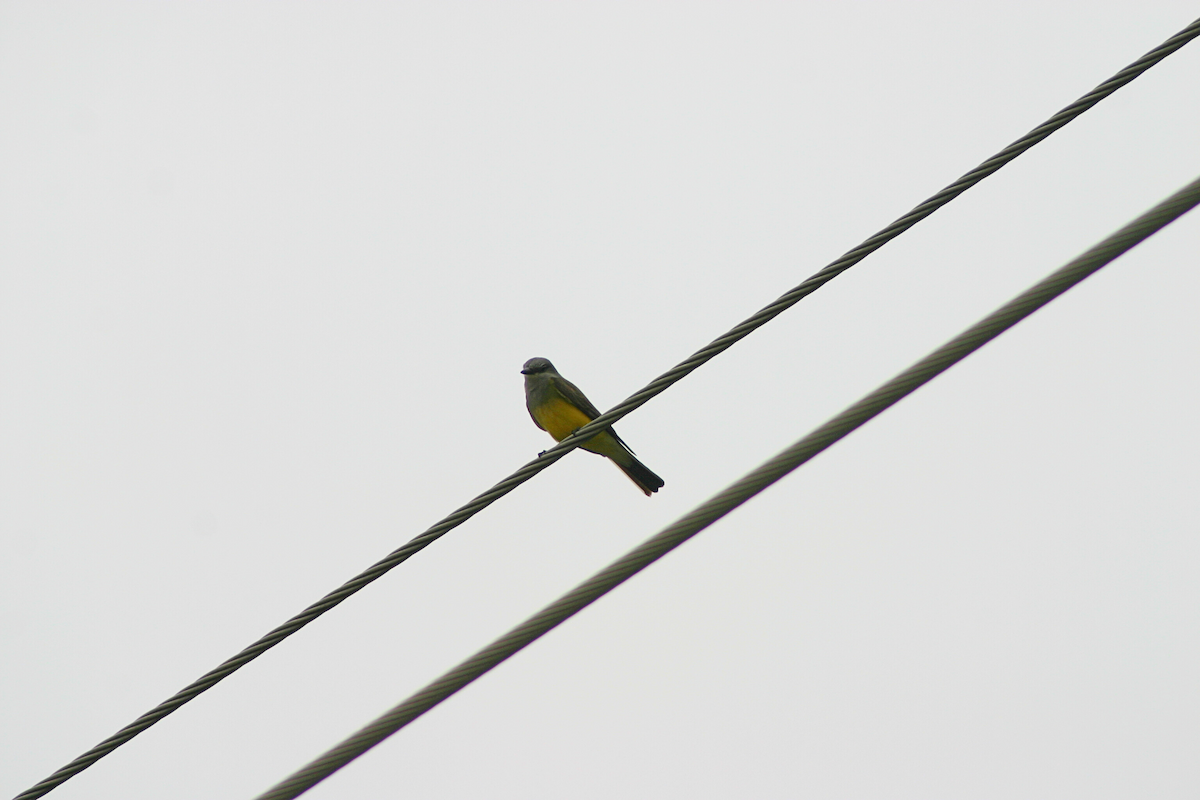 tyran západní - ML646884424