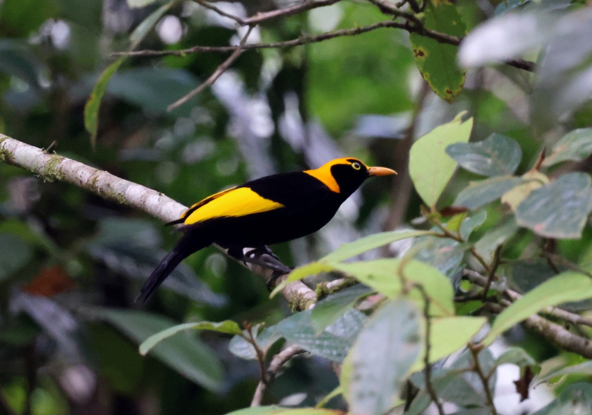 Альтанник королівський - ML646884425