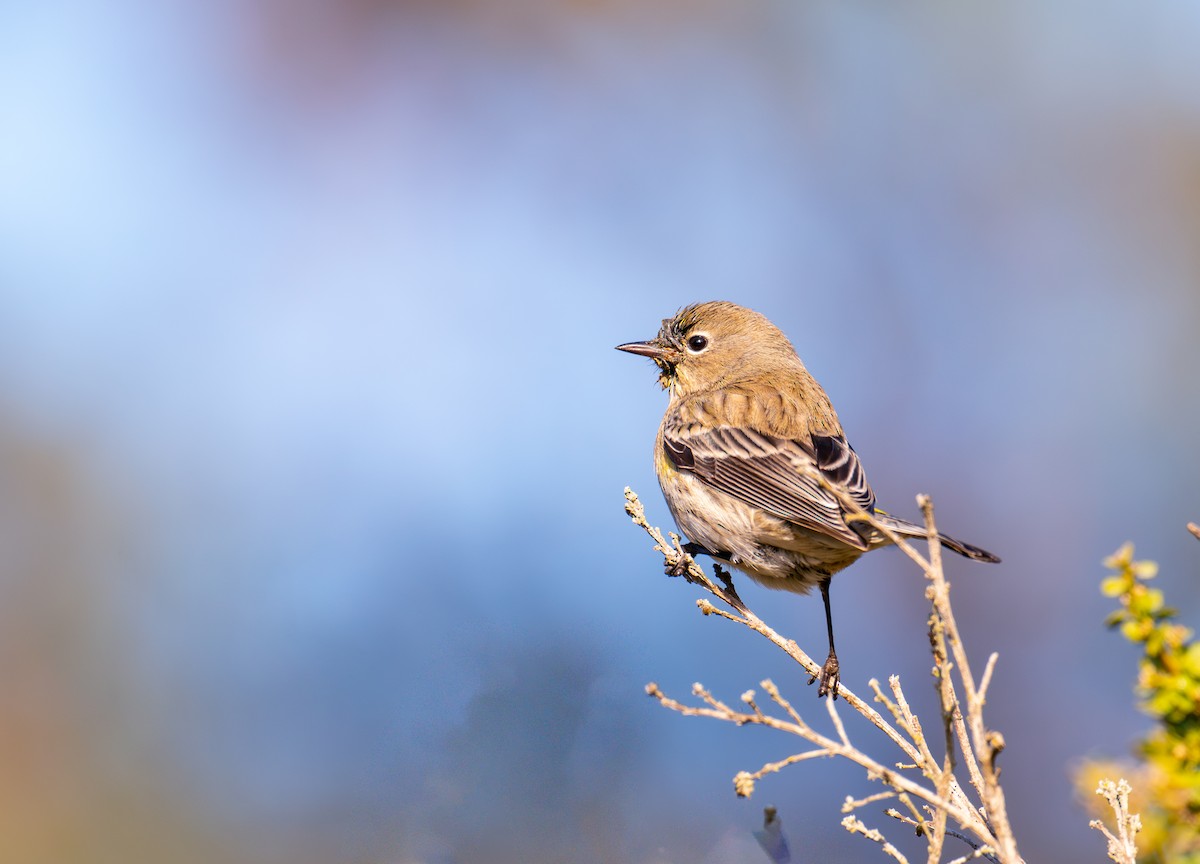 Миртовый певун - ML646884427