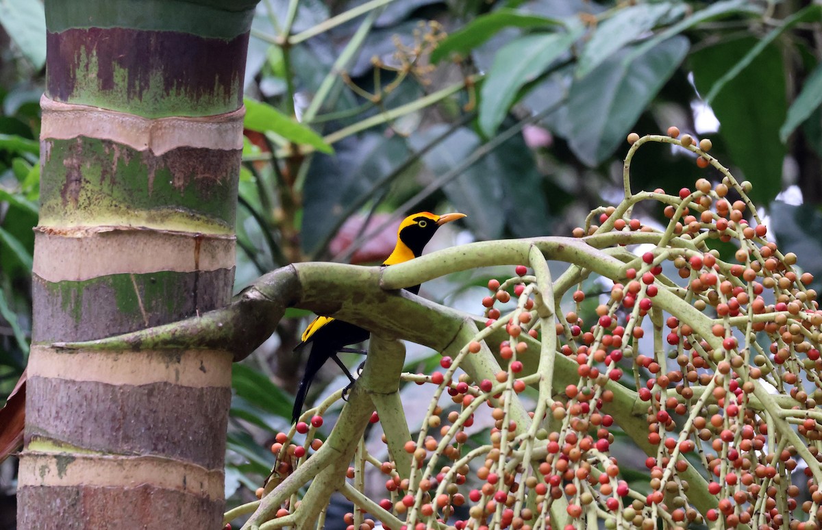 Альтанник королівський - ML646884428