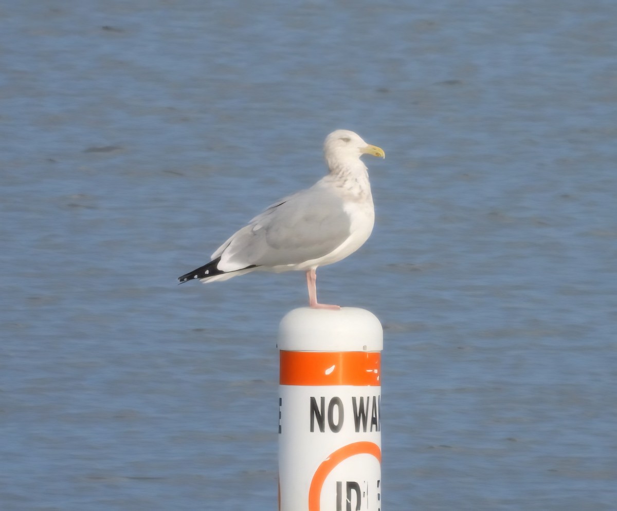 American Herring Gull - ML646884431
