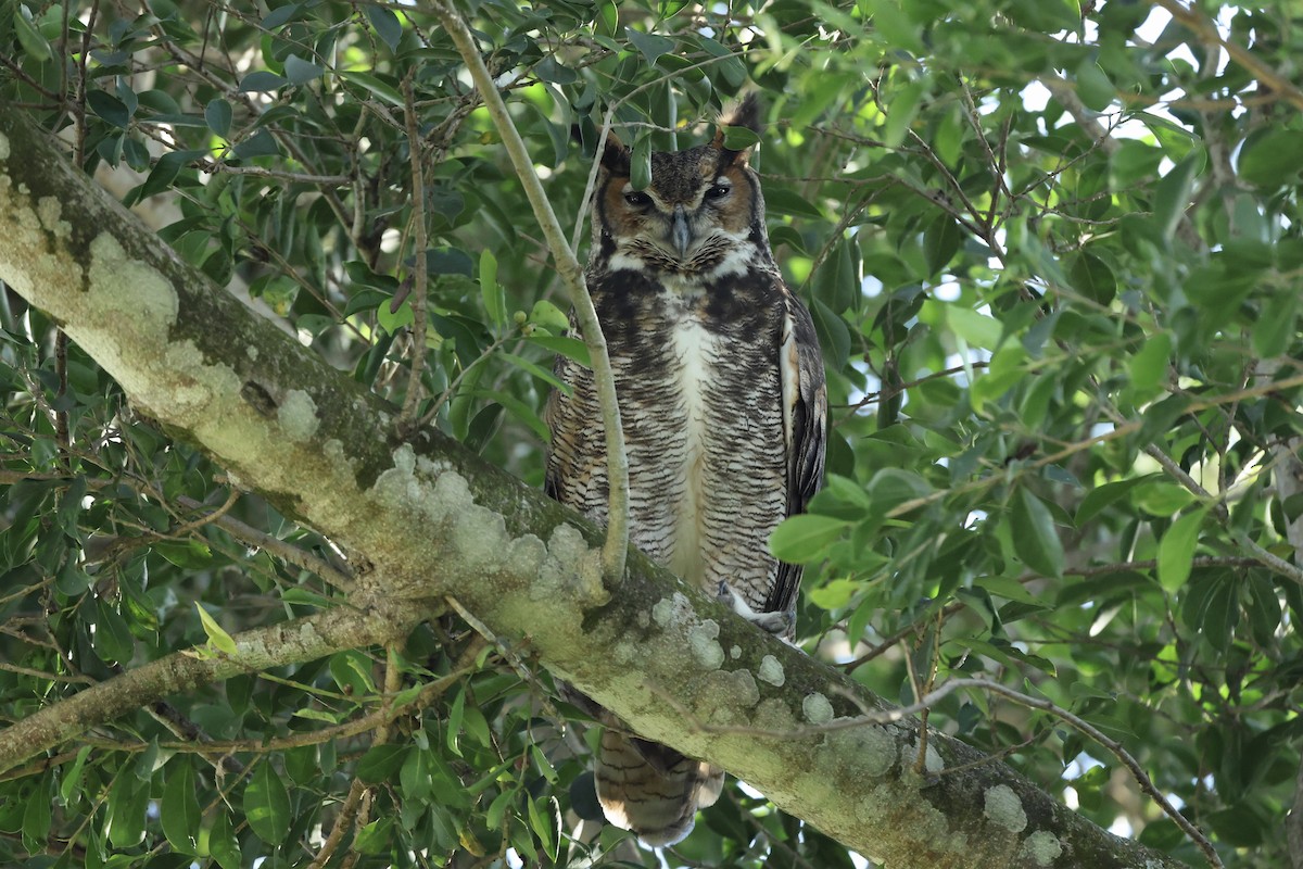Grand-duc d'Amérique - ML646884432