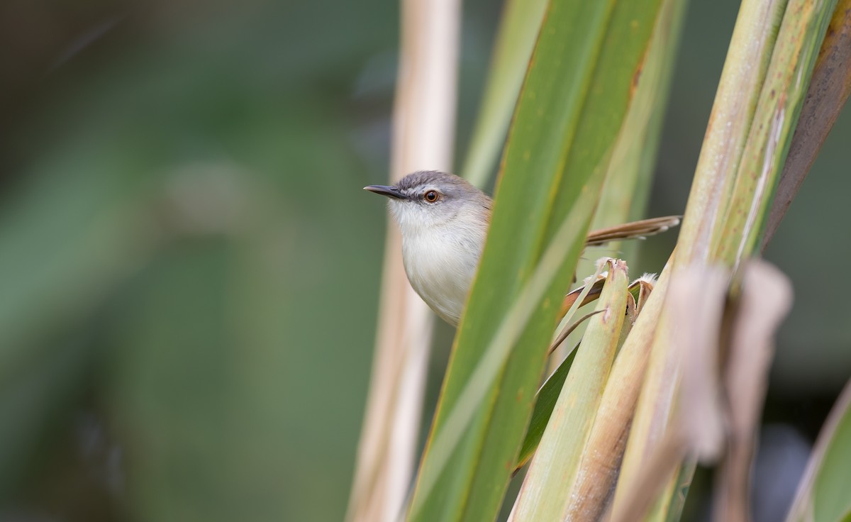 Rufescent Prinia - ML646884435