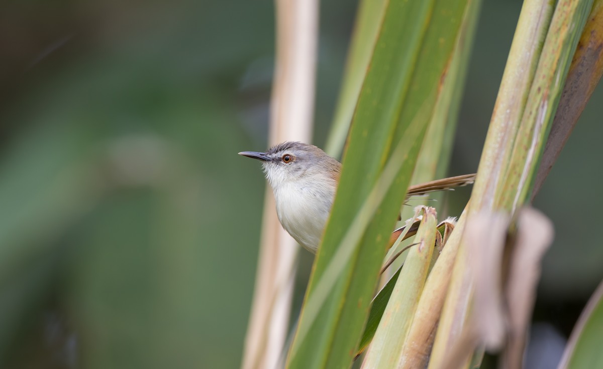 Rufescent Prinia - ML646884436