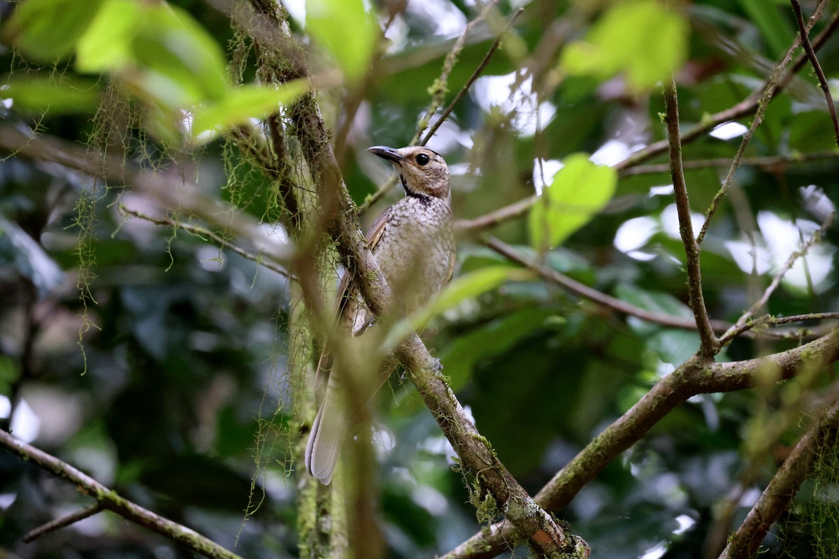 Альтанник королівський - ML646884437