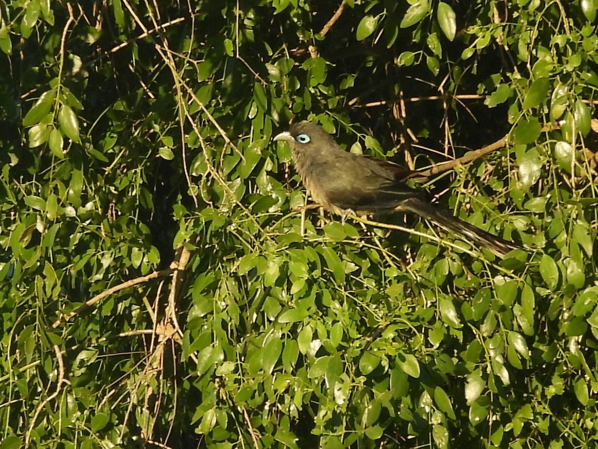 Blue-faced Malkoha - ML646884438