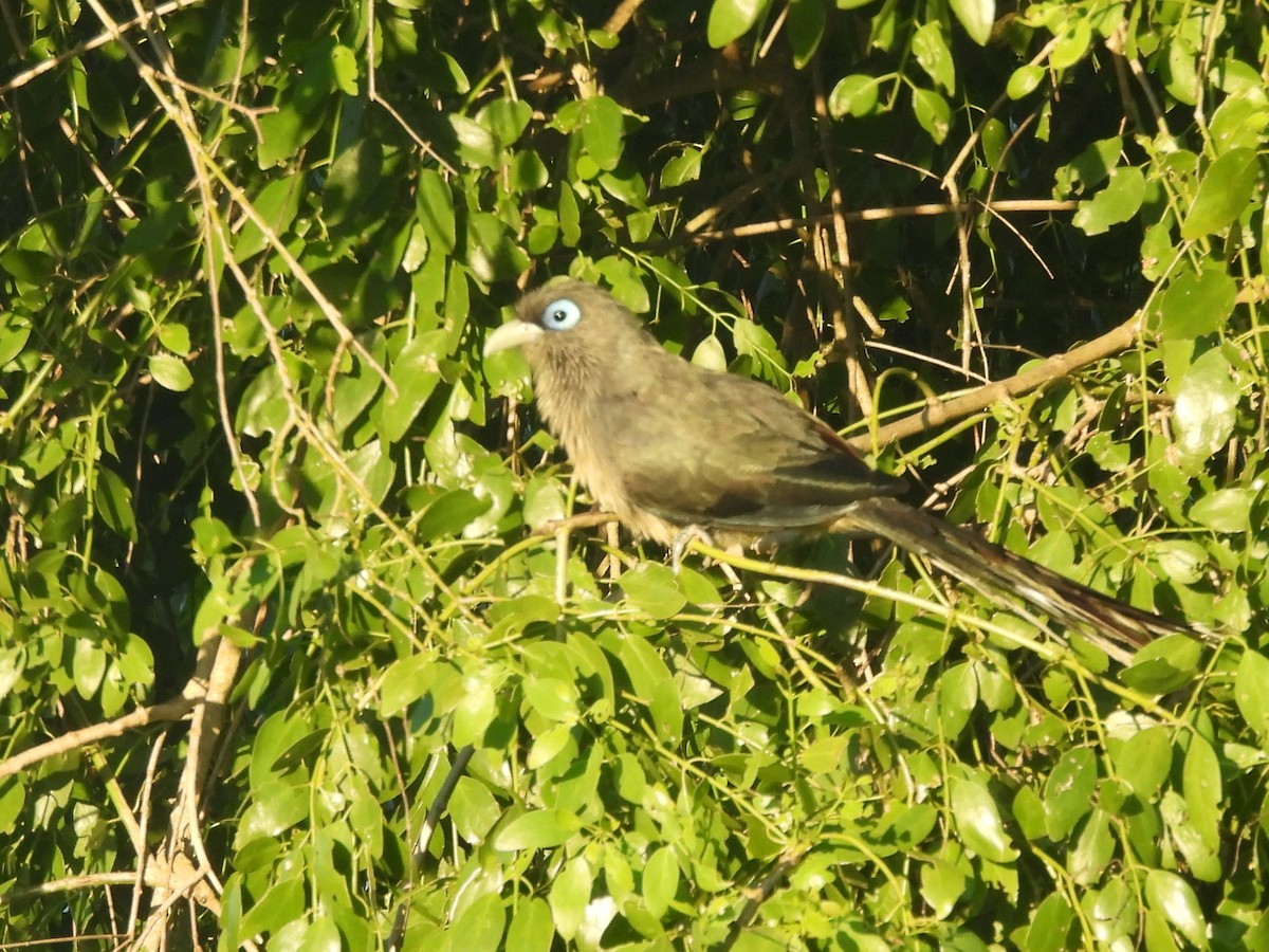Blue-faced Malkoha - ML646884439