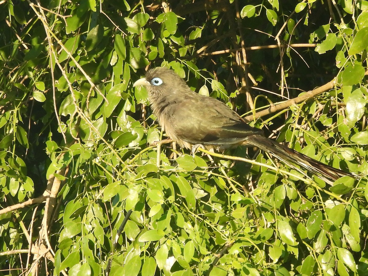Blue-faced Malkoha - ML646884440