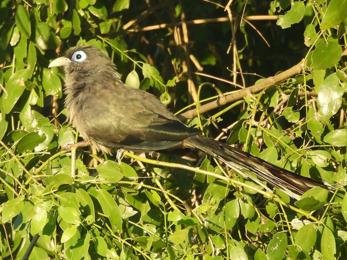 Blue-faced Malkoha - ML646884441