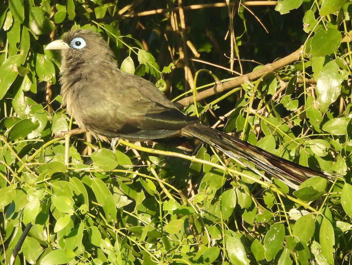 Blue-faced Malkoha - ML646884442