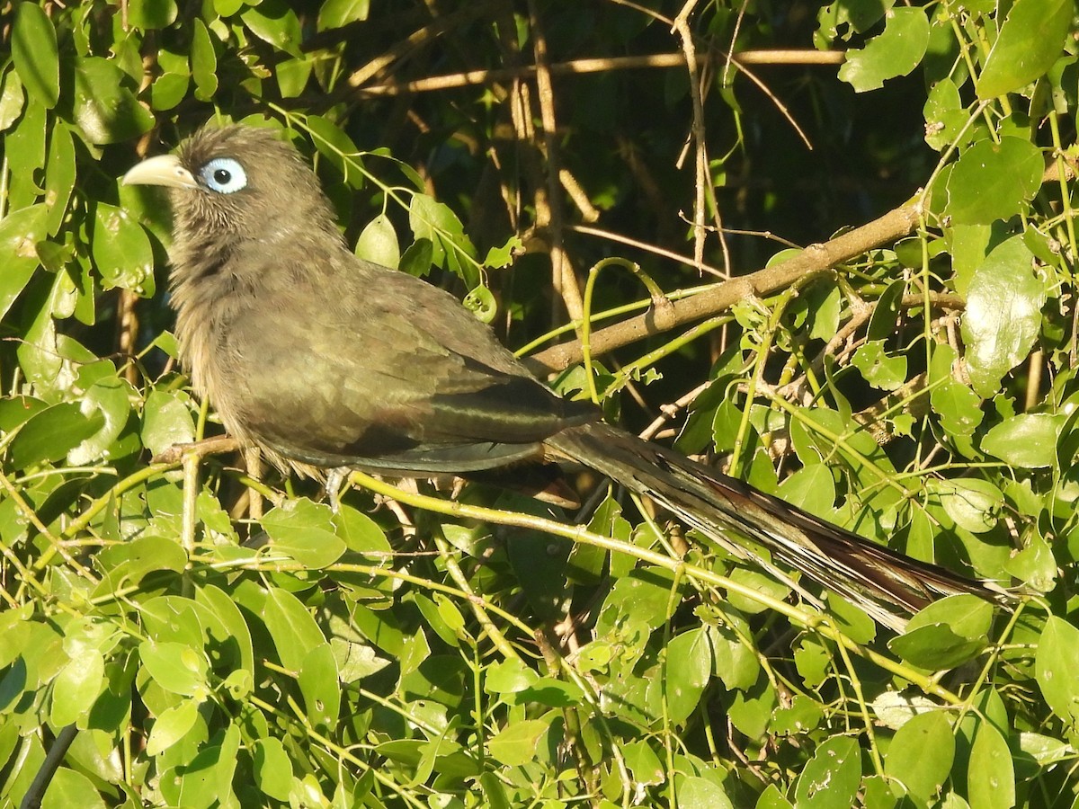 Blue-faced Malkoha - ML646884443