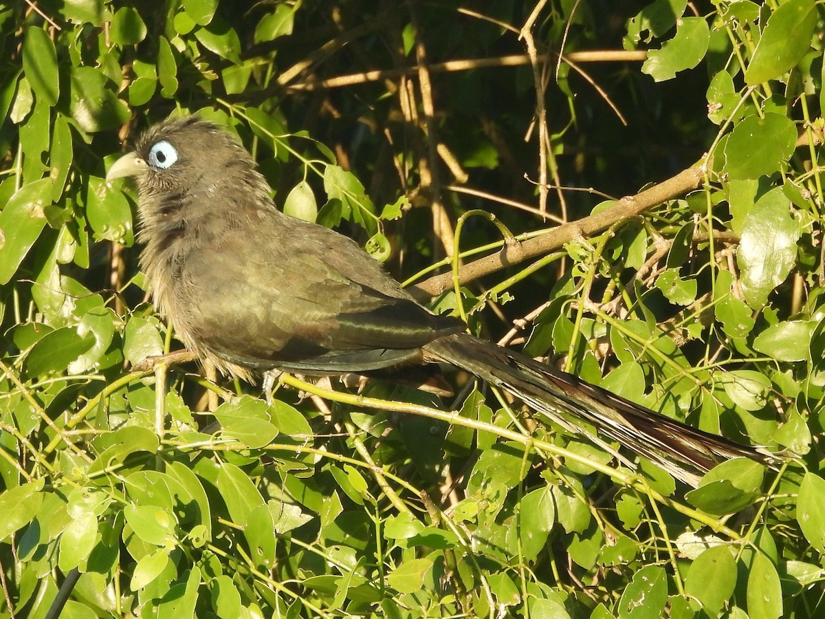 Blue-faced Malkoha - ML646884444
