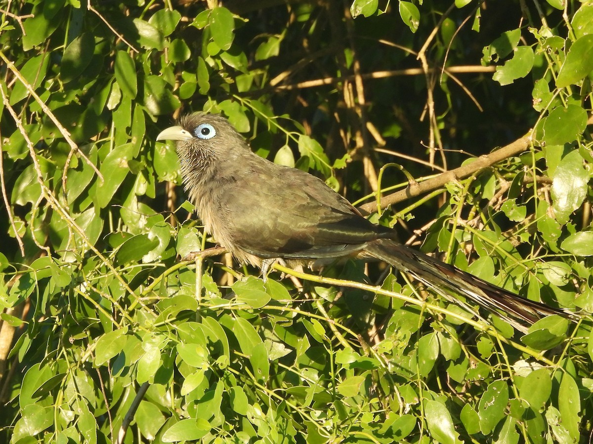 Blue-faced Malkoha - ML646884445