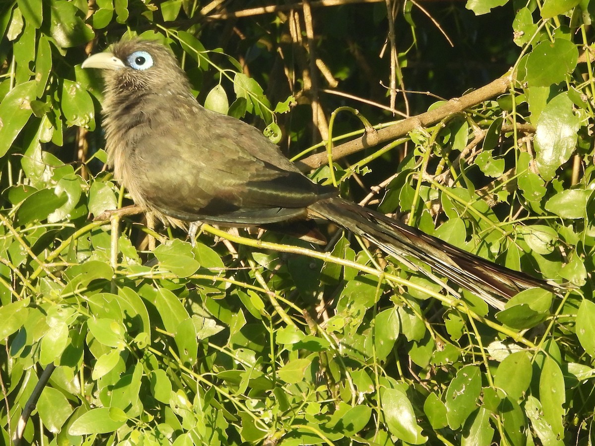 Blue-faced Malkoha - ML646884446