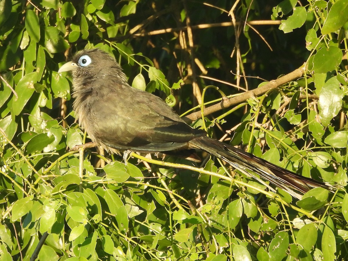 Blue-faced Malkoha - ML646884447