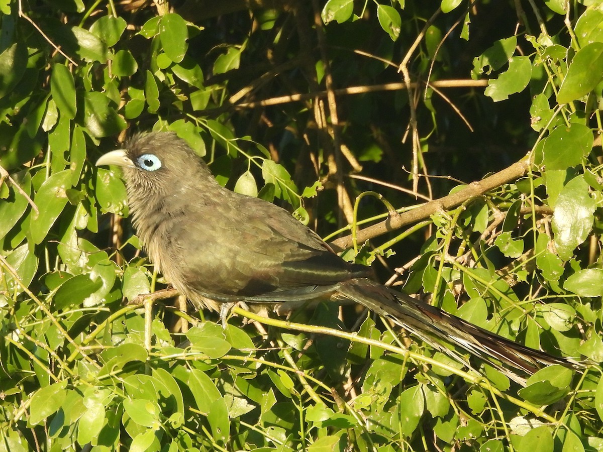 Blue-faced Malkoha - ML646884448