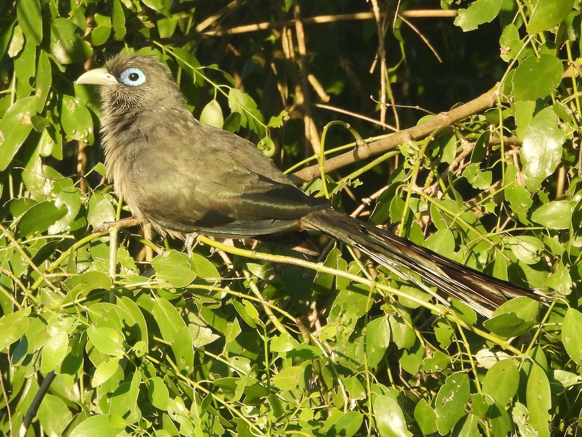 Blue-faced Malkoha - ML646884449