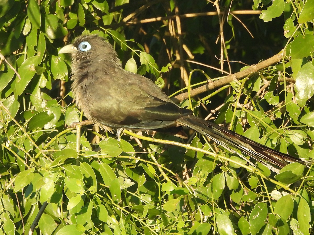 Blue-faced Malkoha - ML646884450