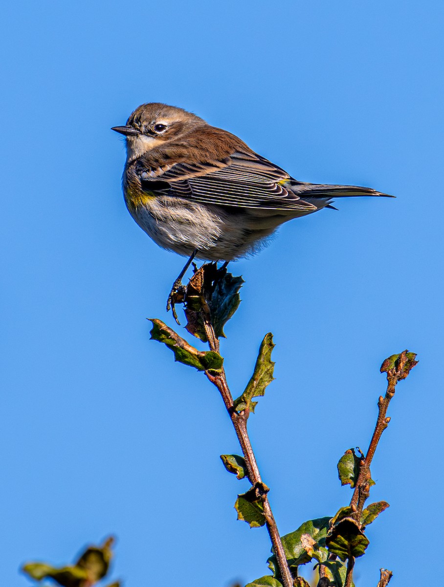 Миртовый певун - ML646884451