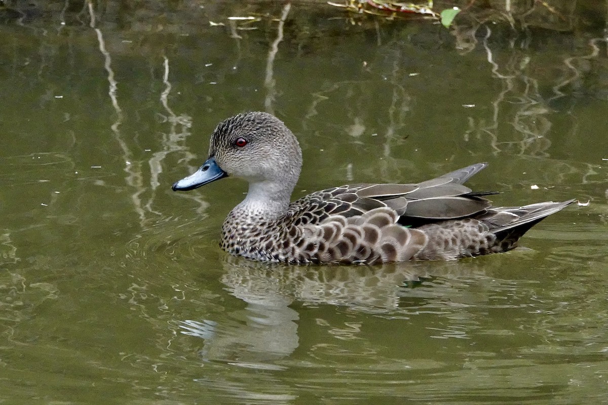 Gray Teal - ML646884452