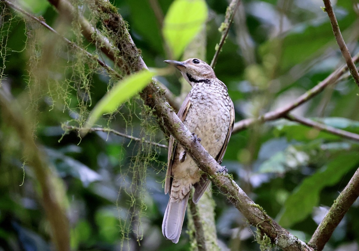 Альтанник королівський - ML646884453