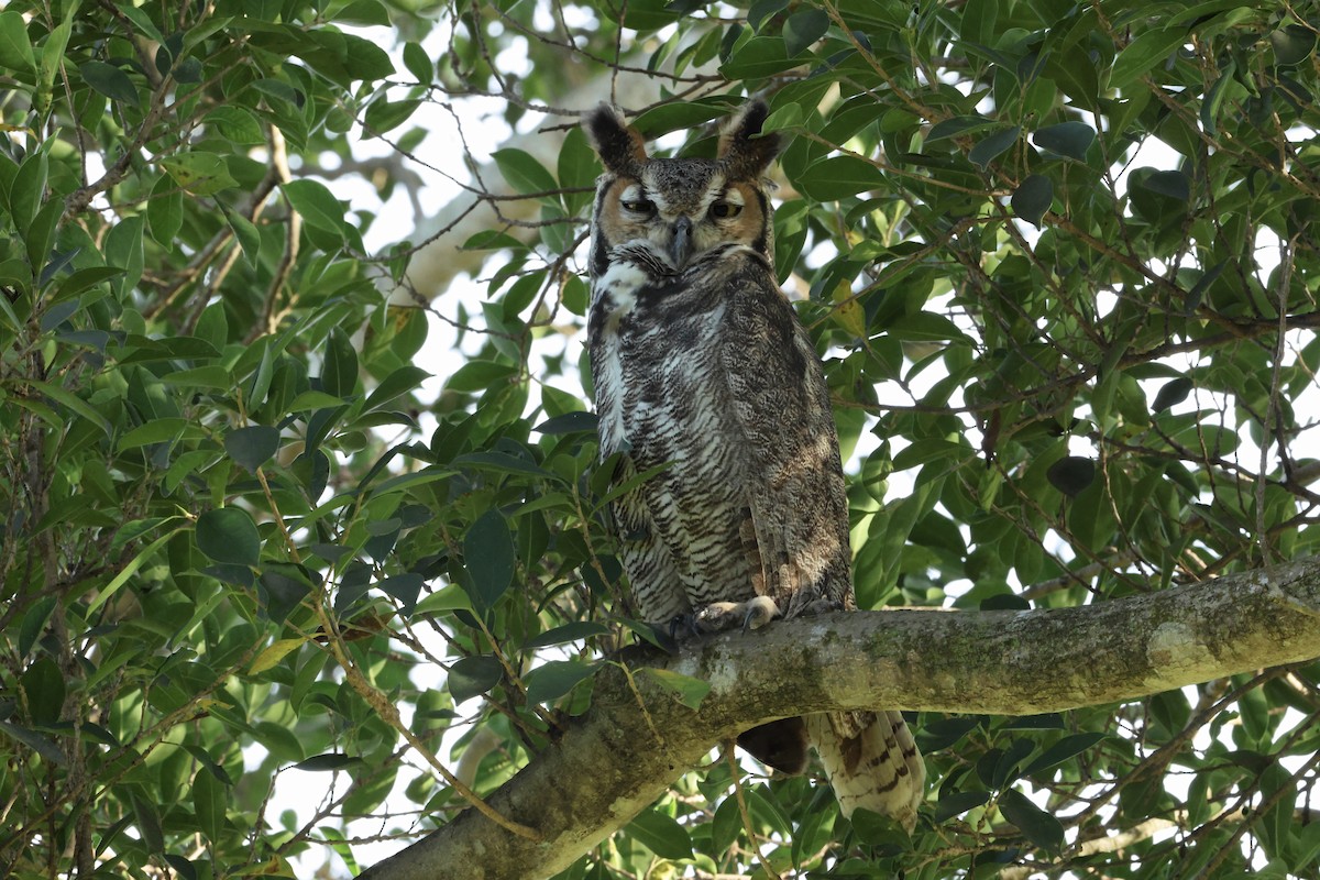 Grand-duc d'Amérique - ML646884455