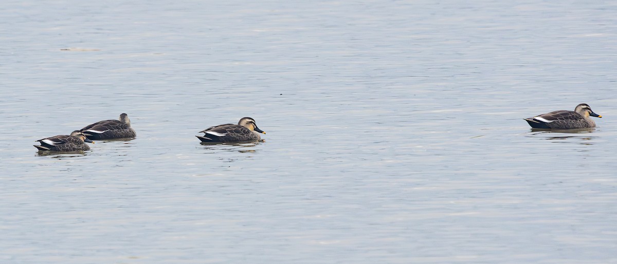 ברווז עקוד-מקור מזרחי - ML646884457