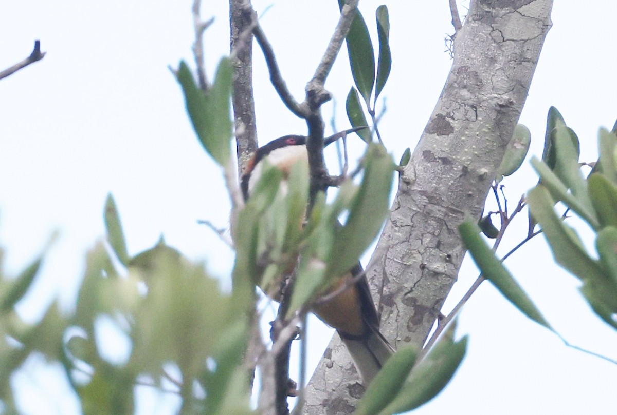 Медолюб-шилодзьоб східний - ML646884458