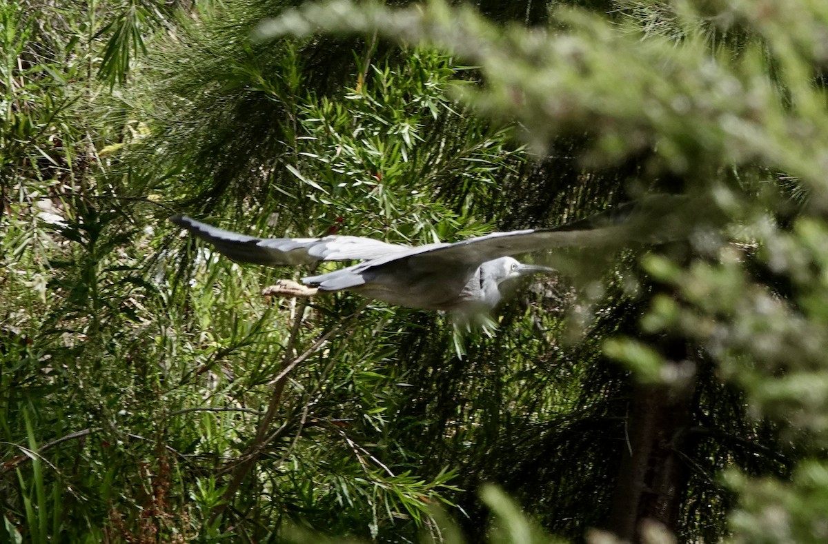 volavka bělolící - ML646884459