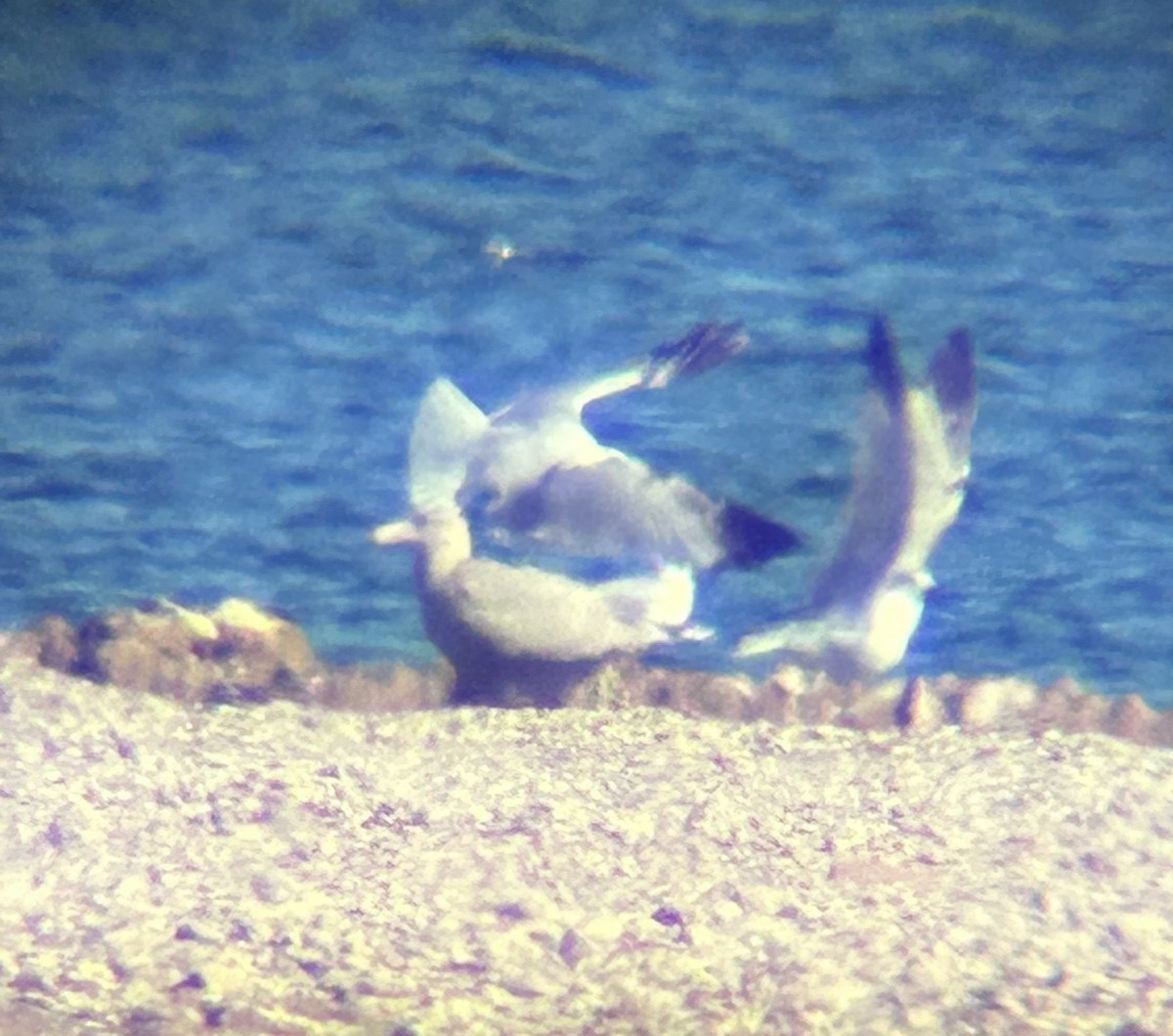 Ipar-kaioa - ML646884460