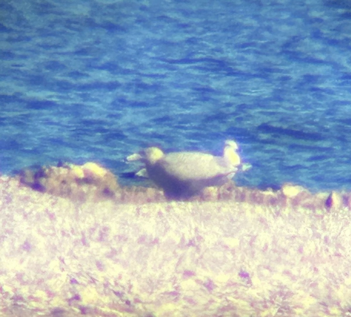 Ipar-kaioa - ML646884461