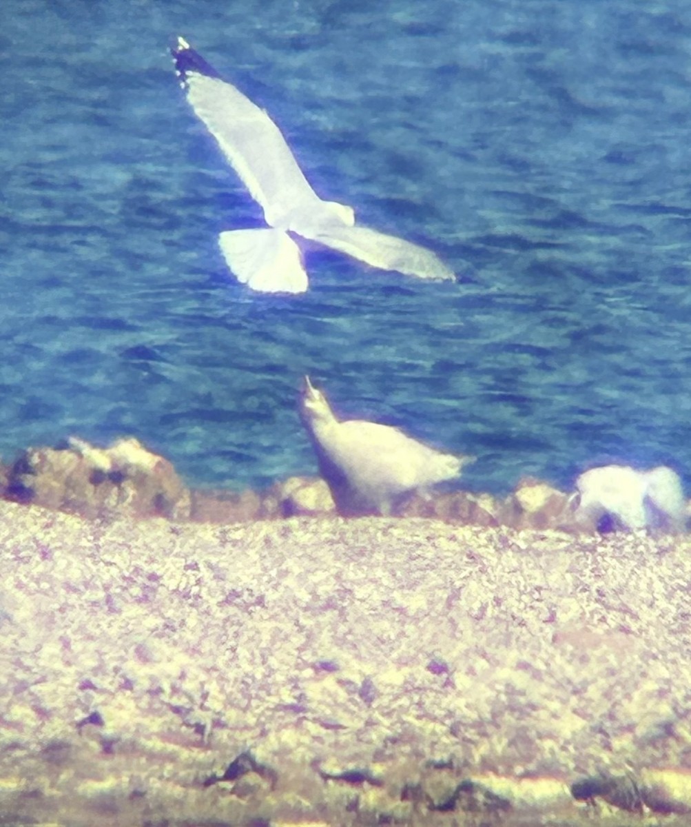 Ipar-kaioa - ML646884462