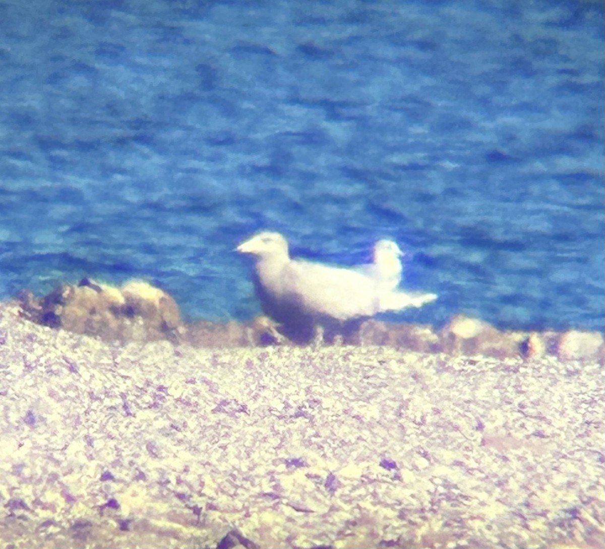 Ipar-kaioa - ML646884463