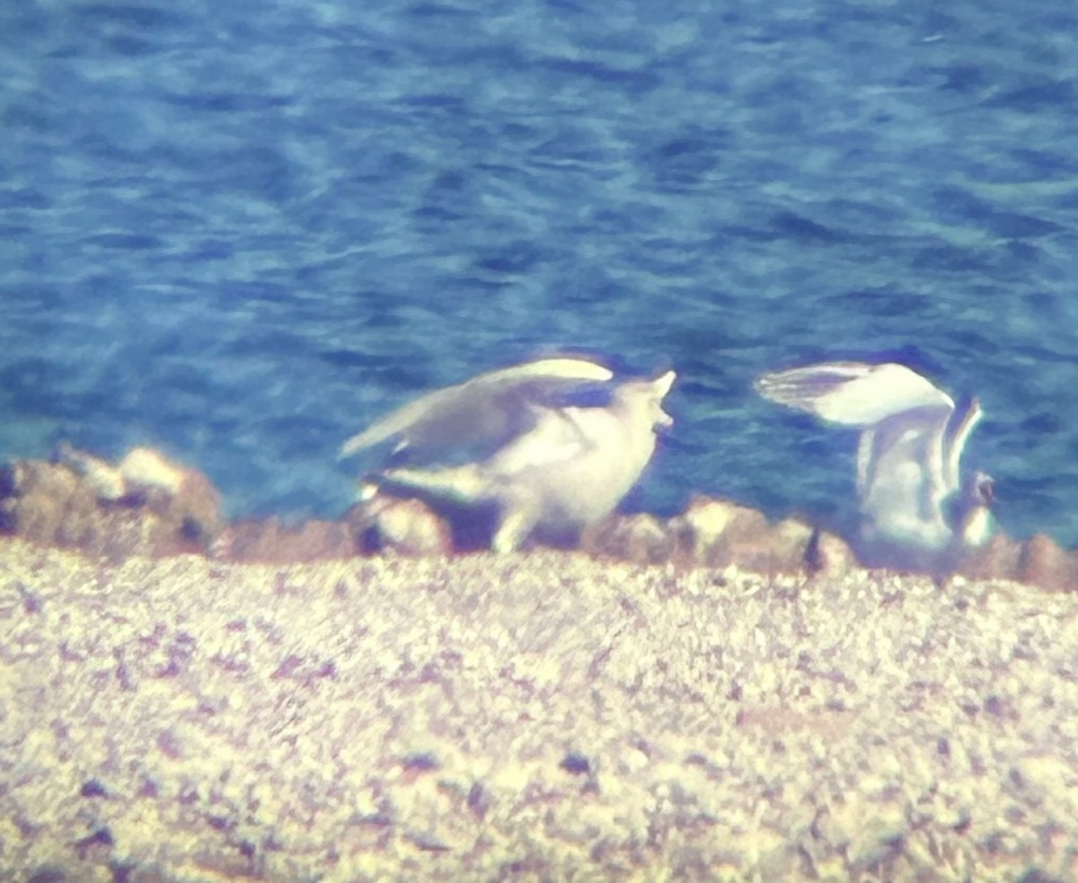 Ipar-kaioa - ML646884464