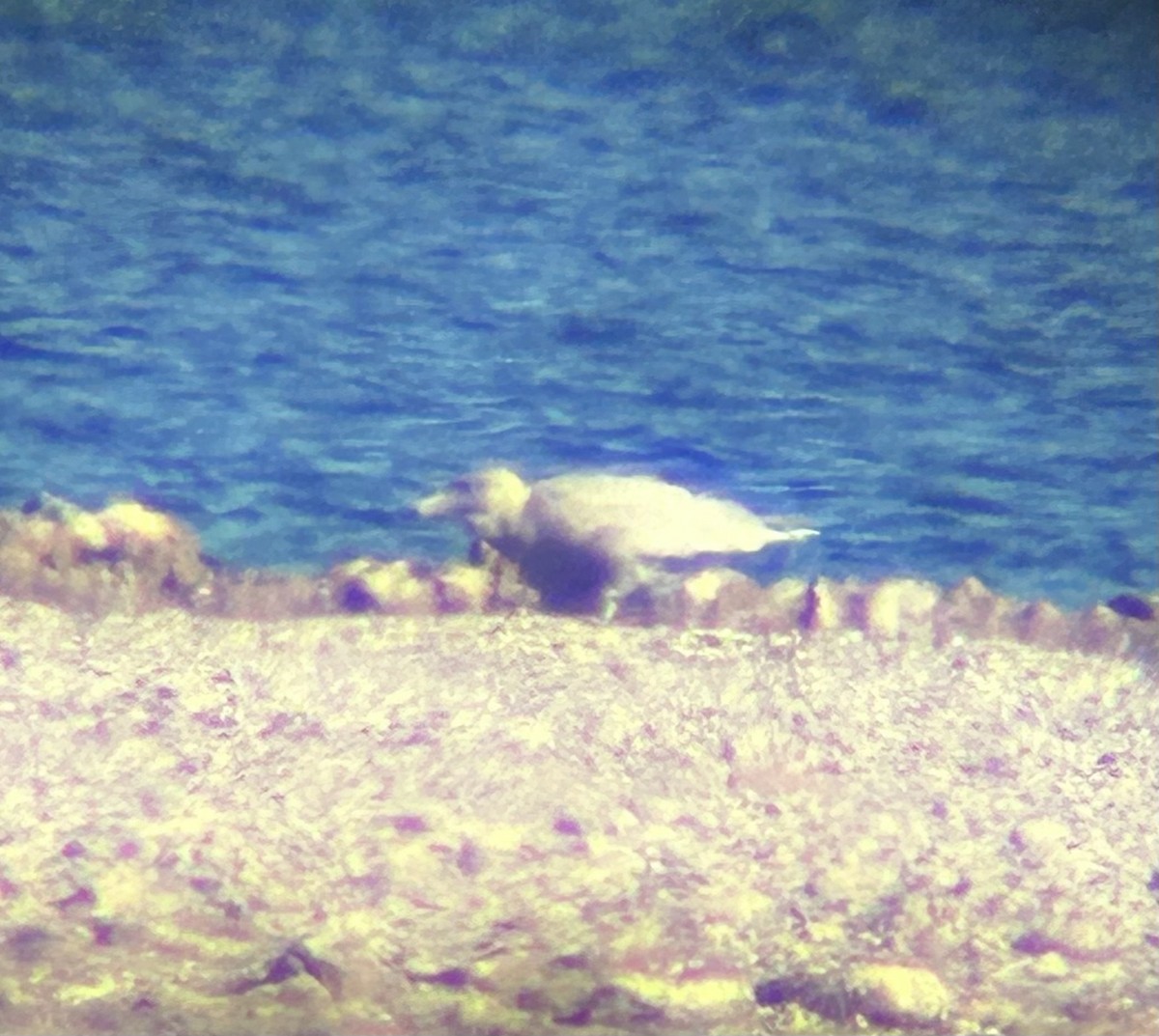 Ipar-kaioa - ML646884465