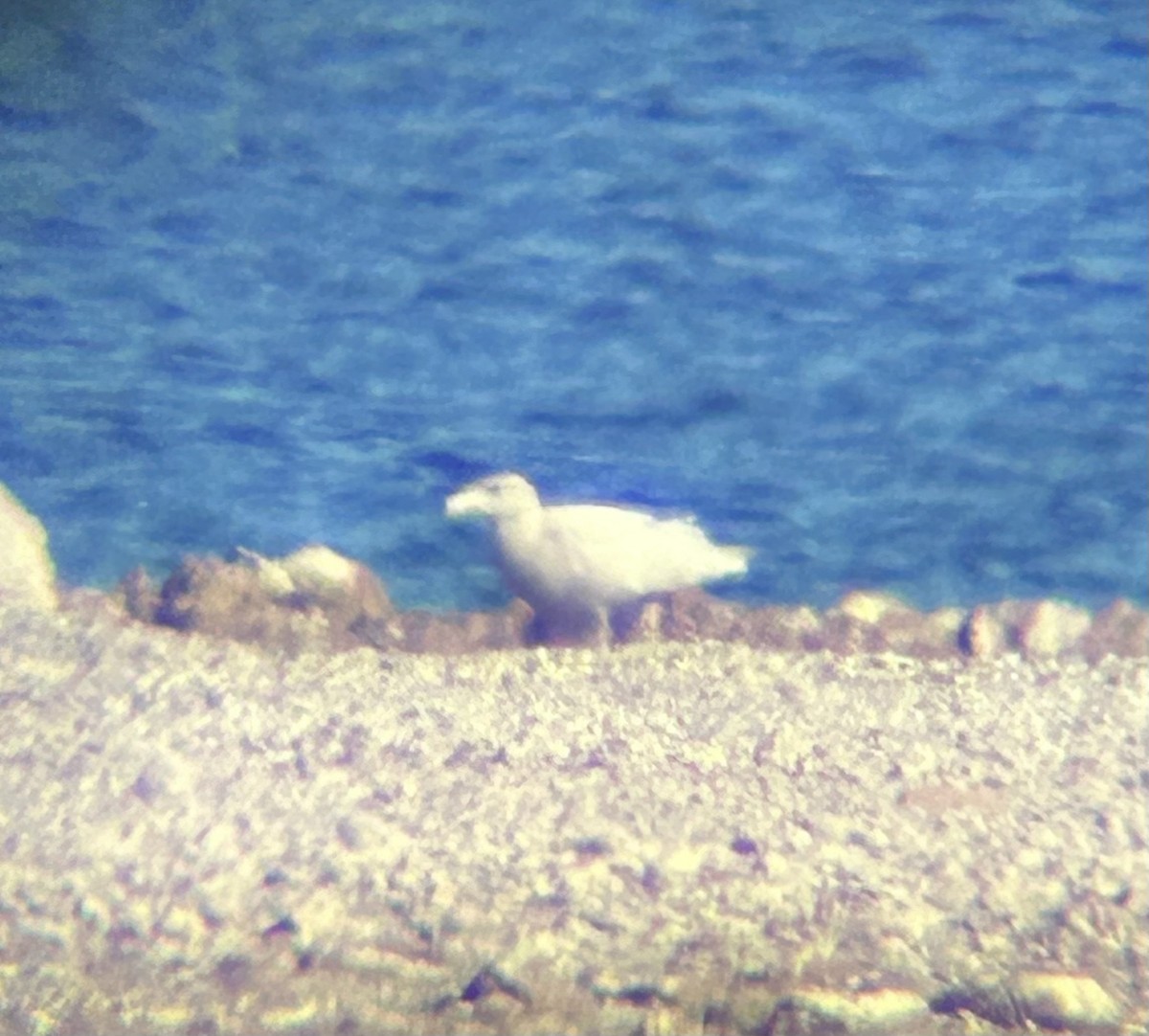 Ipar-kaioa - ML646884466