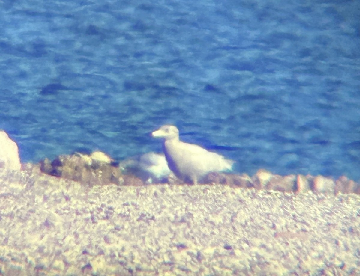 Ipar-kaioa - ML646884467