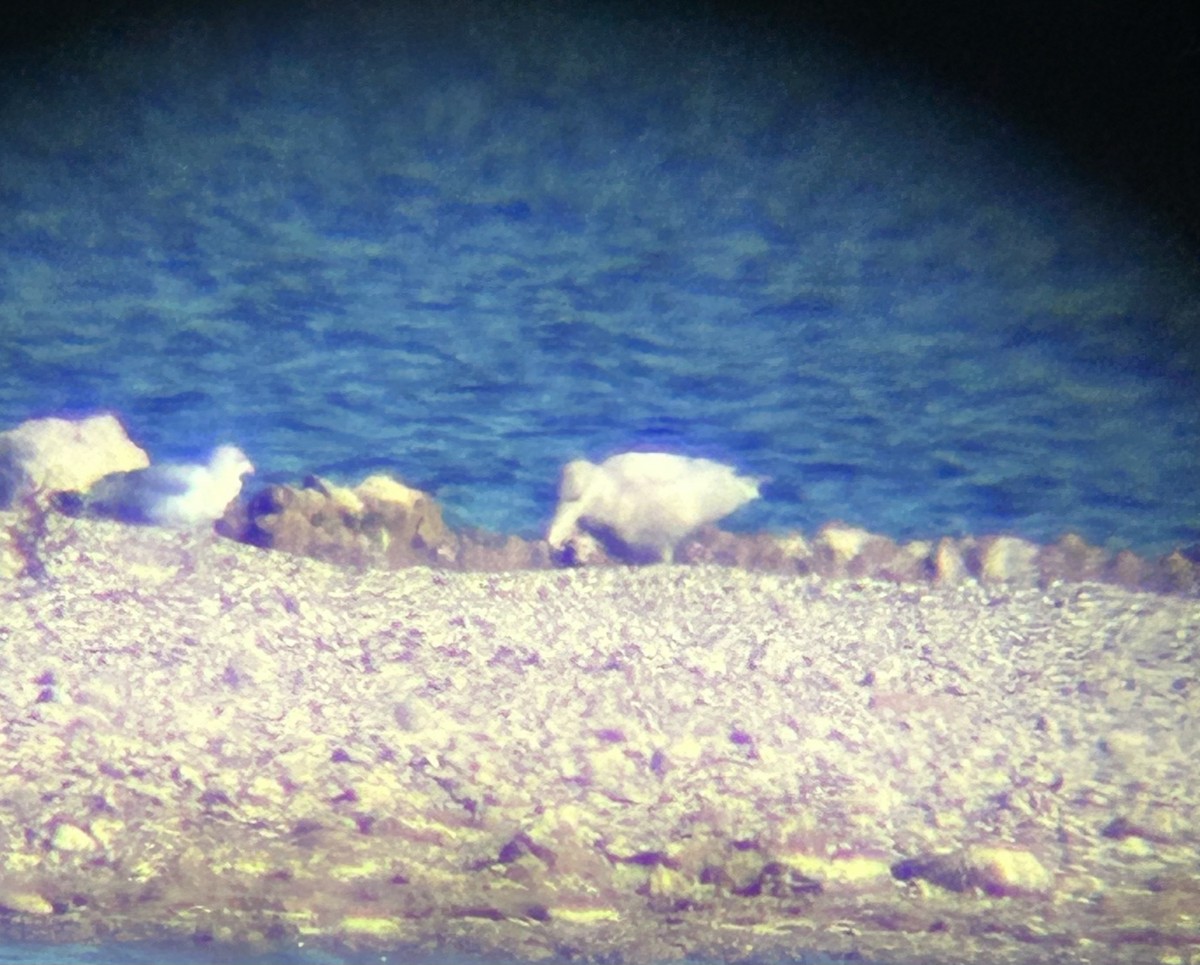 Ipar-kaioa - ML646884468