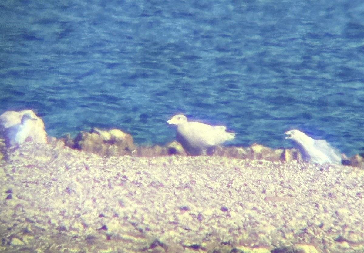 Ipar-kaioa - ML646884469