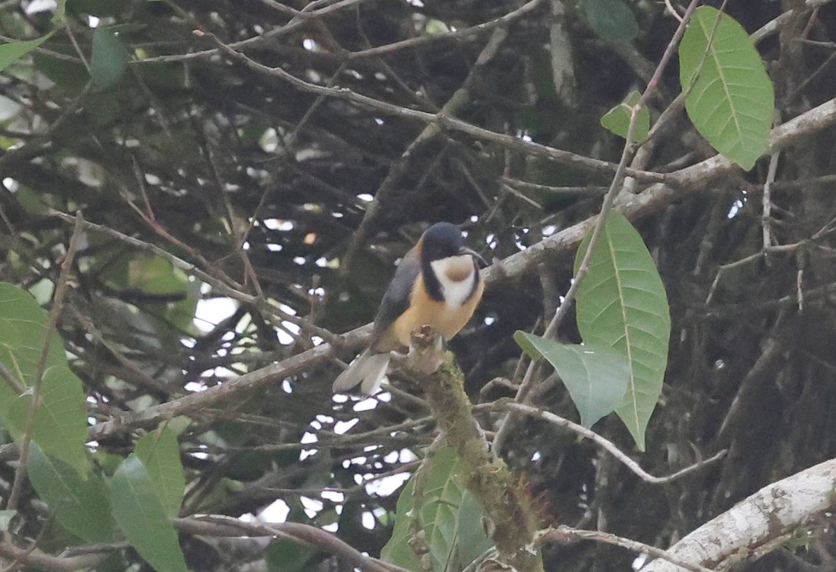 Медолюб-шилодзьоб східний - ML646884470