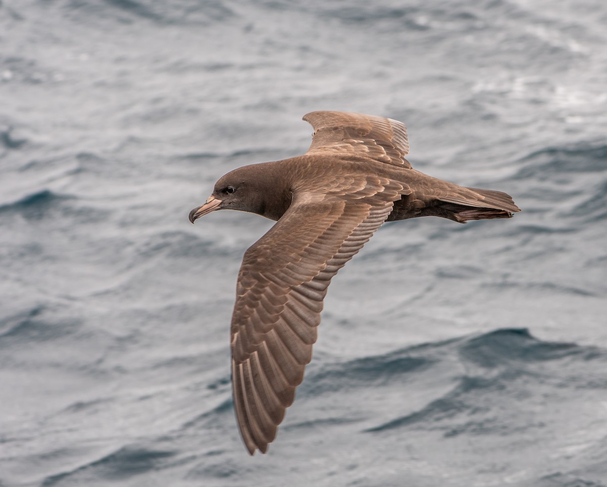 Blassfuß-Sturmtaucher - ML646884471