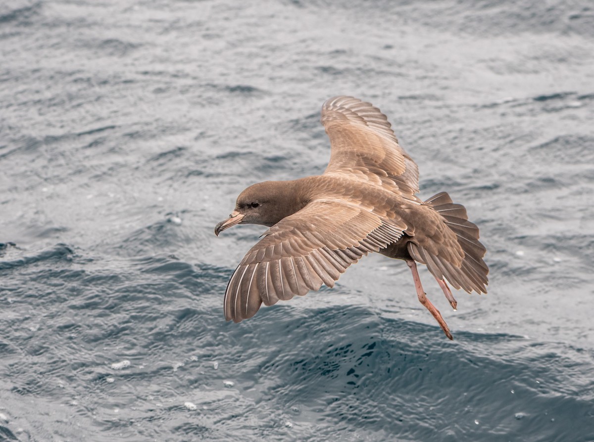 Blassfuß-Sturmtaucher - ML646884472