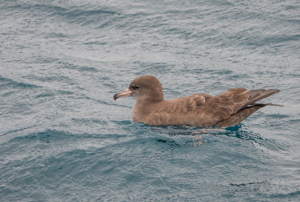 Blassfuß-Sturmtaucher - ML646884473